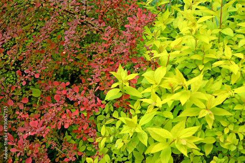 Wallpaper Mural Japanese spirea (Spiraea japonica L.f.), Golden Princess variety and Thunberg barberry (Berberis thunbergii DC.), Atropurpurea variety. Spring background Torontodigital.ca