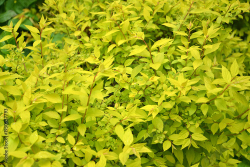 Wallpaper Mural Japanese spirea, variety "Golden princess" (Spiraea japonica L.f.). Young shoots Torontodigital.ca