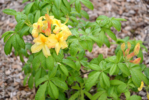 Wallpaper Mural Flowering bush of yellow rhododendron (Rhododendron luteum Sweet). Close-up Torontodigital.ca
