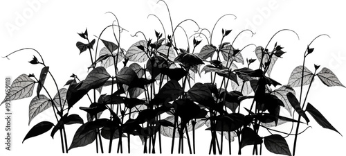 Climbing vines with heart-shaped leaves and delicate tendrils reaching upwards