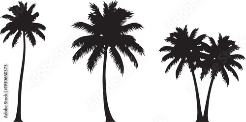 tropical coconut, palm tree silhouette