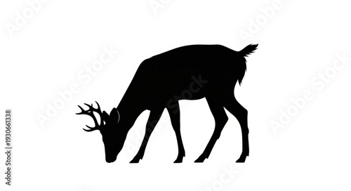 Deer Silhouette Grazing on Ground.