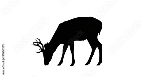 Deer Silhouette Grazing on Ground.