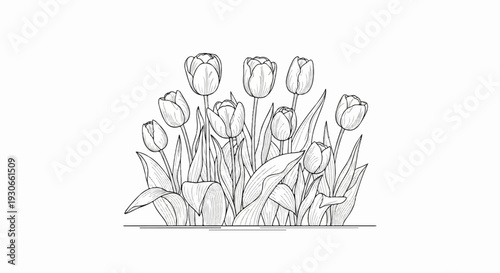Detailed sketch of a cluster of blooming tulips with textured leaves