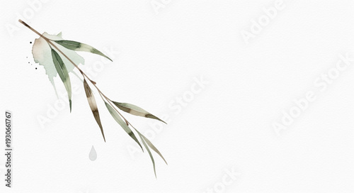 Delicate Willow Branch with Green Leaves and Water Droplets.