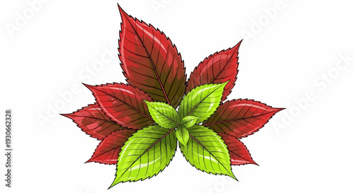 Cluster of colorful leaves, green and red, against a white background