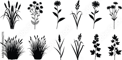 Black flower silhouette set with various botanical blossoms, meadow plants and garden weeds for spring nature decoration and floral background, cad drawing flat vector illustration