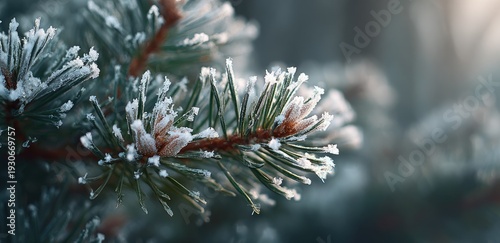 Frost-covered pine needles, close-up. Winter forest with ice crystals on branch. Cold, nature