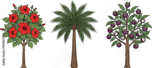 Tropical trees collection including hibiscus flower tree, palm tree and mangosteen fruit tree isolated on white background botanical illustration set
