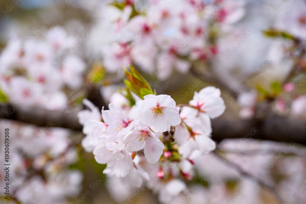 Obraz premium 夙川の桜