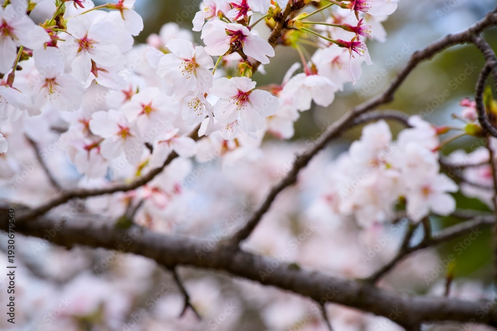 Obraz premium 夙川の桜