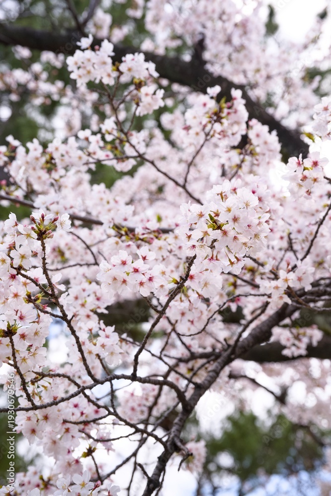 Fototapeta premium 夙川の桜