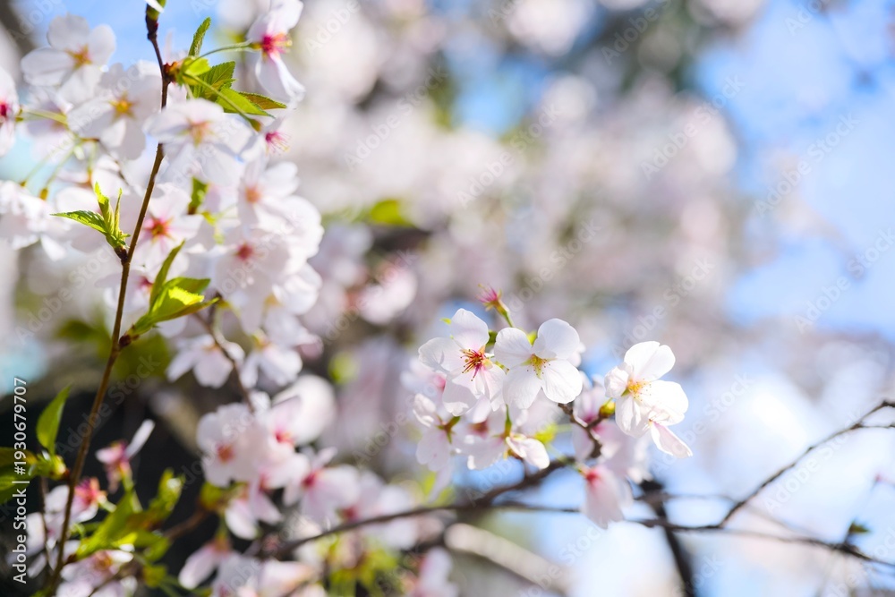 Obraz premium 夙川の桜