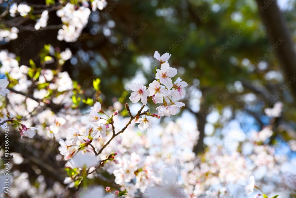 Obraz premium 夙川の桜