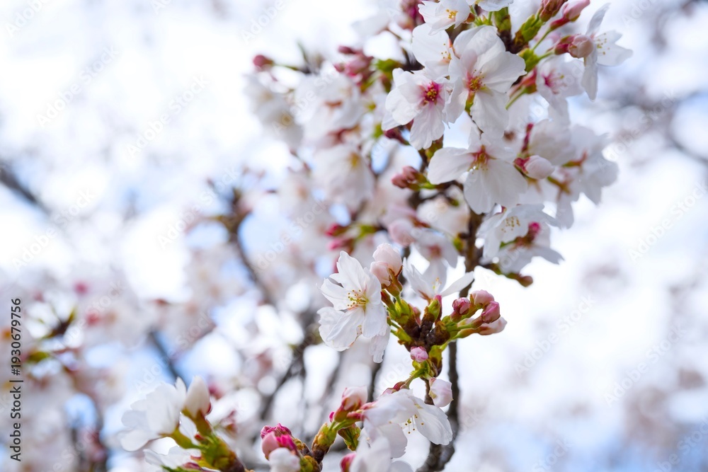 Obraz premium 夙川の桜