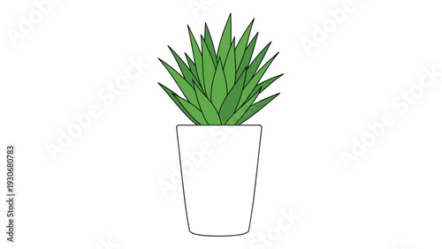 Spiky green aloe vera plant or succulent growing in a simple white ceramic pot for modern home decor concepts.