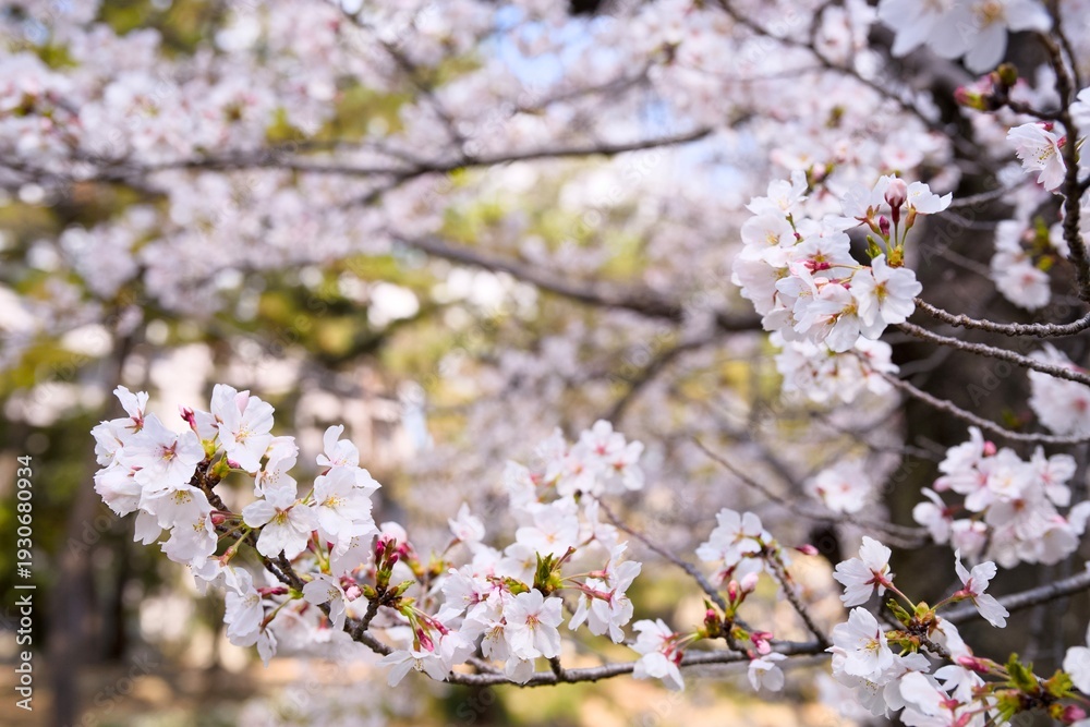 Obraz premium 夙川の桜