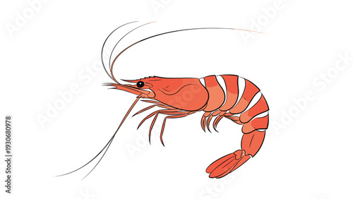 Detailed illustration of a whole red shrimp or prawn with long antennae and visible segments on a plain white background for seafood.
