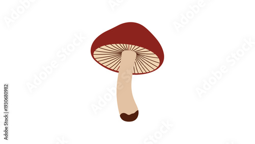 Simple illustration of a single wild mushroom with a brown cap and a light beige stem isolated on a plain white background.