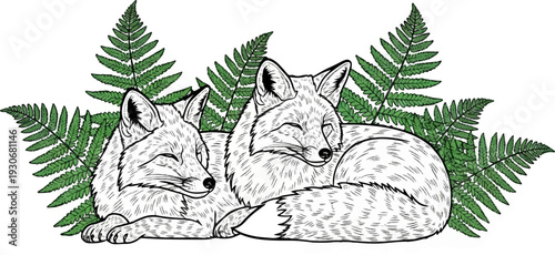 Two foxes rest peacefully amidst vibrant green ferns
