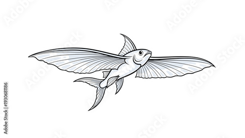 Detailed drawing of a flying fish with its wings spread out, rendered in a sketch-like style with blue tints.