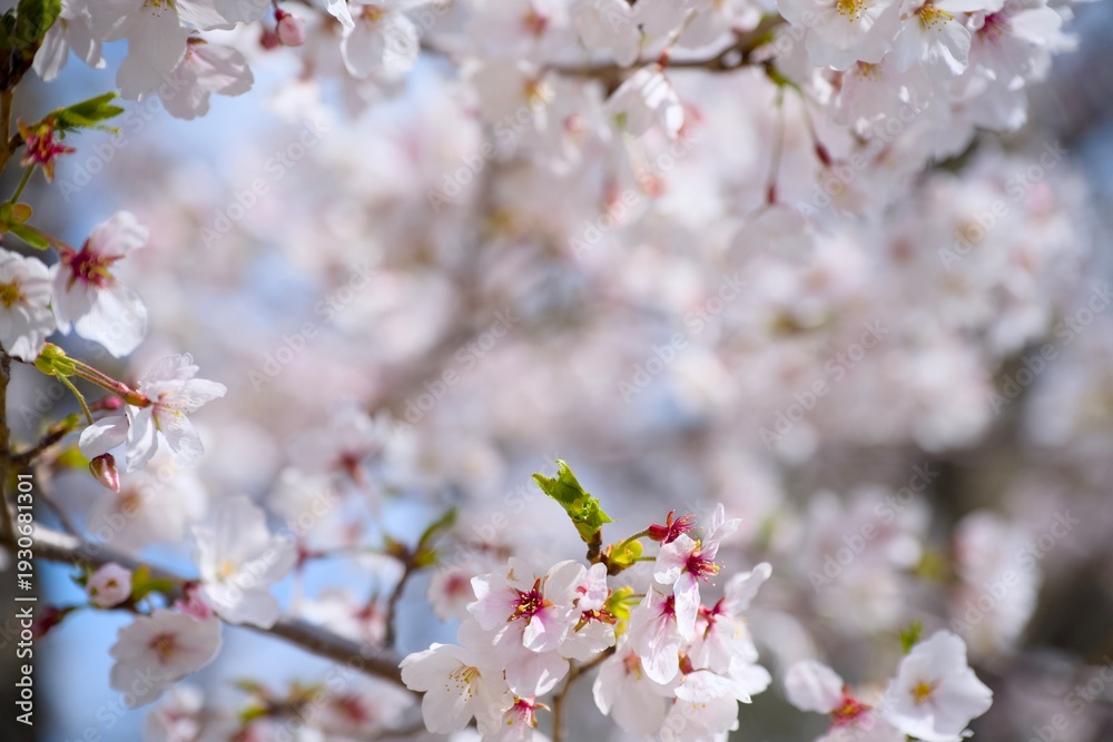 Fototapeta premium 夙川の桜