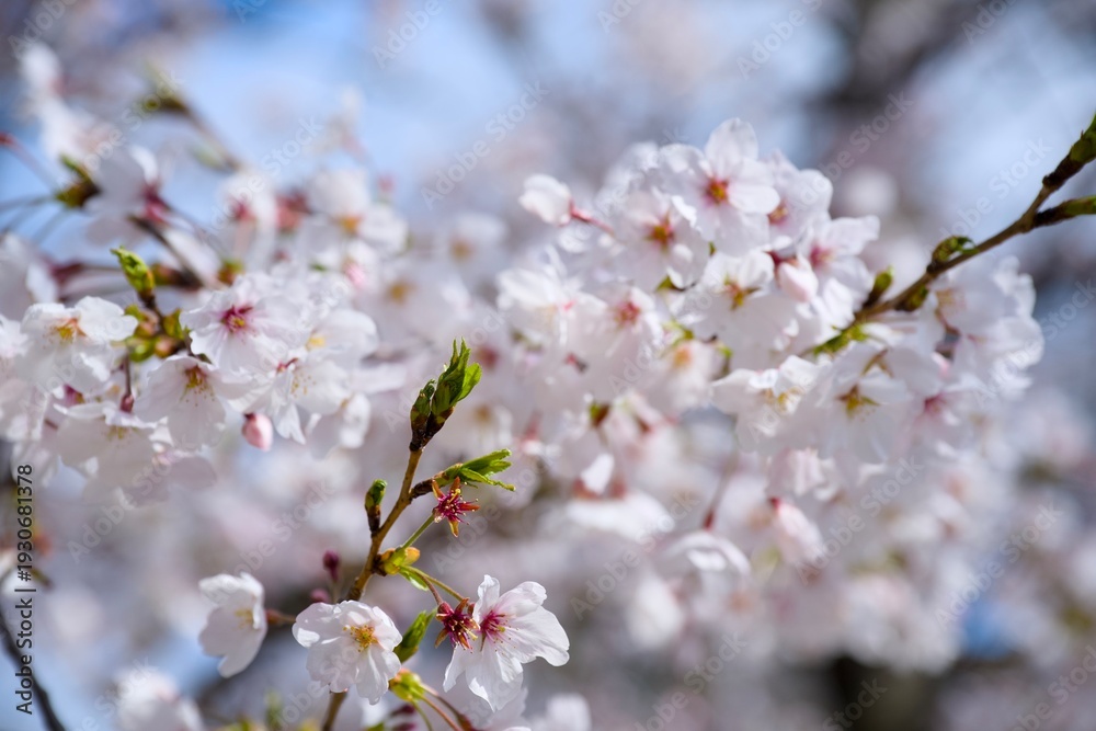 Obraz premium 夙川の桜