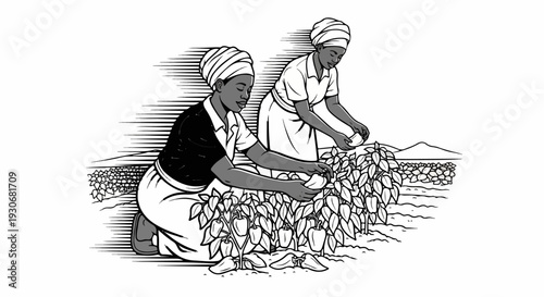 Two women in headscarves harvest bell peppers in a field with a stone wall