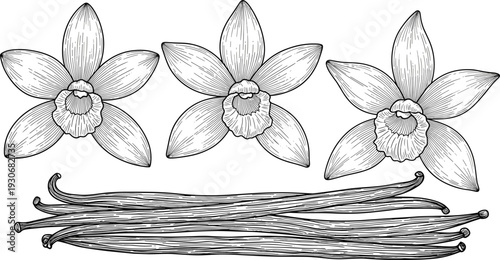 Vanilla flower and pods vector illustration with hand drawn botanical spice line art collection