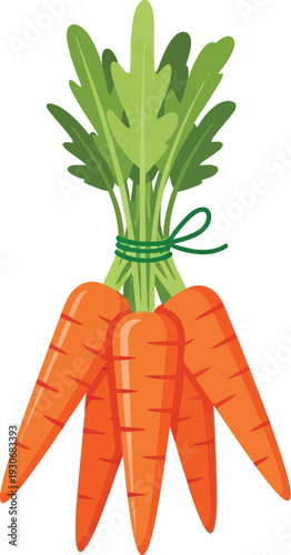 Freshly harvested bunch of bright orange carrots tied with green string illustration isolated on white background