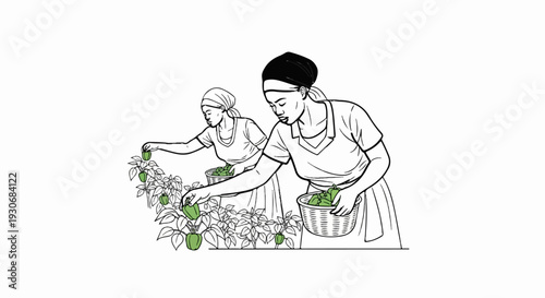 Two women picking green peppers in a garden