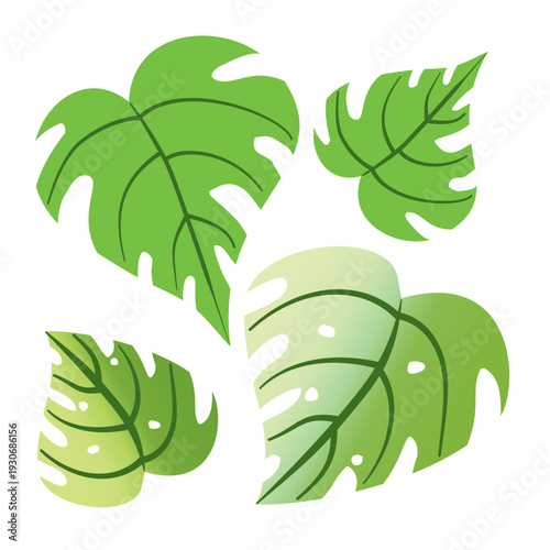 A vibrant green Monstera leaf, known for its distinct fenestrations and deep lobes, is the focal point of this image. The detailed composition highlights the leaf's unique texture and organic form.