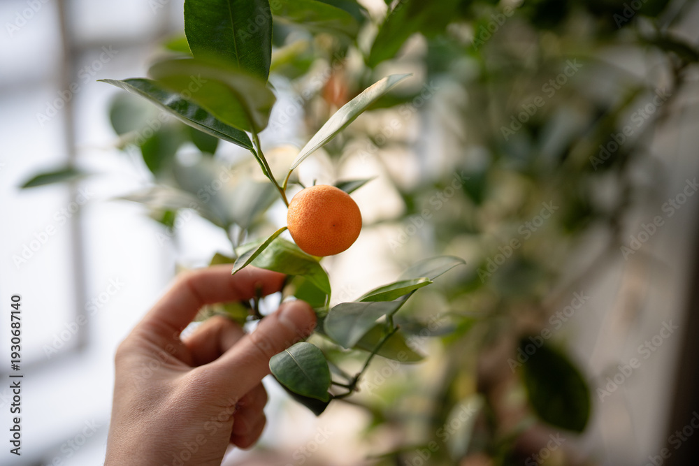 Obraz premium Top view of man hands harvesting first crop of homegrown mandarins from windowsill. Indoor gardening hobby, person cultivated citrus potted tree at home. Male touching twig of calamondin.