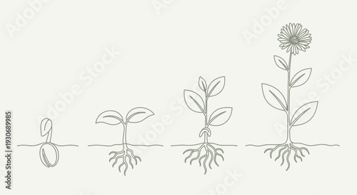 Plant growth stages from seed to flower