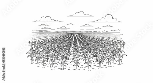 Vast agricultural field with rows of growing corn stalks under a cloudy sky