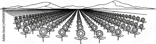 Vast field of sunflowers under rolling hills and a horizon line