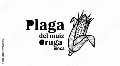 Vintage black and white illustration of a corn cob with text about a pest