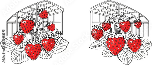Two illustrations of strawberries growing in a greenhouse