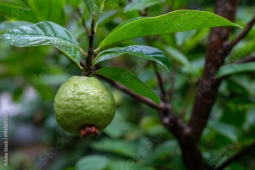 Wallpaper Mural Guava fruit growing on tree branch Torontodigital.ca