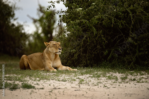 Young African Lioness (Panthera leo) lying by a bush and looking away to the right, wildlife photography