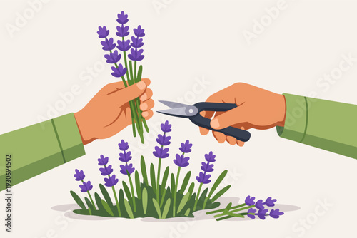 Hands harvesting lavender flowers from a bush using garden shears