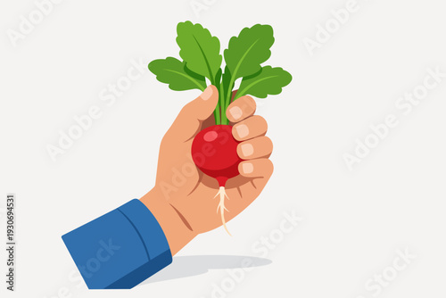 Hand holding a freshly harvested red radish with green leaves