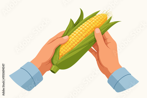 Hands peeling fresh corn on the cob, preparing vegetable for cooking