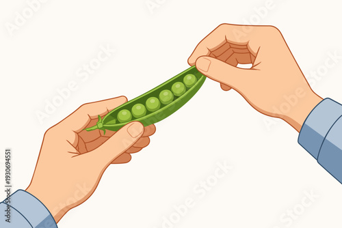 Hands opening green pea pod, revealing fresh peas for healthy eating and nutrition