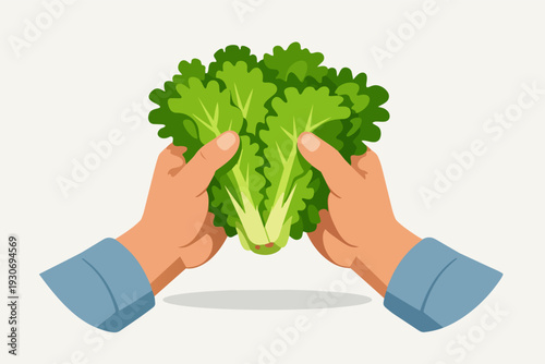 Hands holding fresh green lettuce, promoting healthy organic vegetable food