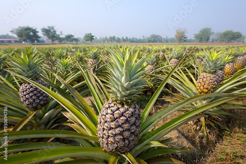 Pineapple field showing growing fruit in plantation