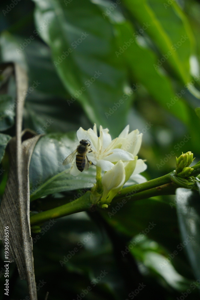 Obraz premium Close-up of beautiful white Arabica coffee flowers blooming on a branch with dark green leaves at a plantation.