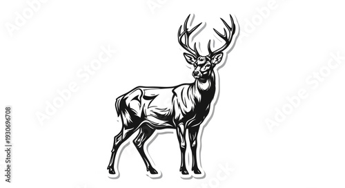 Deer Stag Antlers Wildlife Animal.