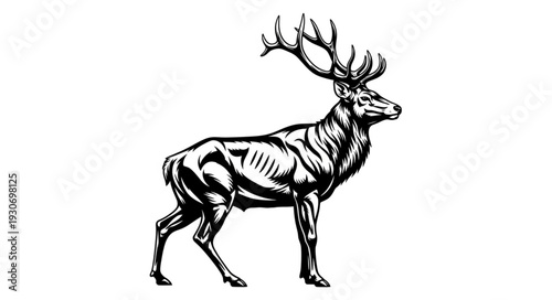 Detailed Illustration of Deer Anatomy.