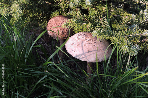 Wallpaper Mural Parasol mushrooms growing in grass near a fir tree in sunlight Torontodigital.ca